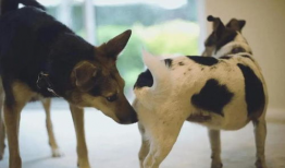 动物配种视频,自然繁衍的精彩瞬间揭秘